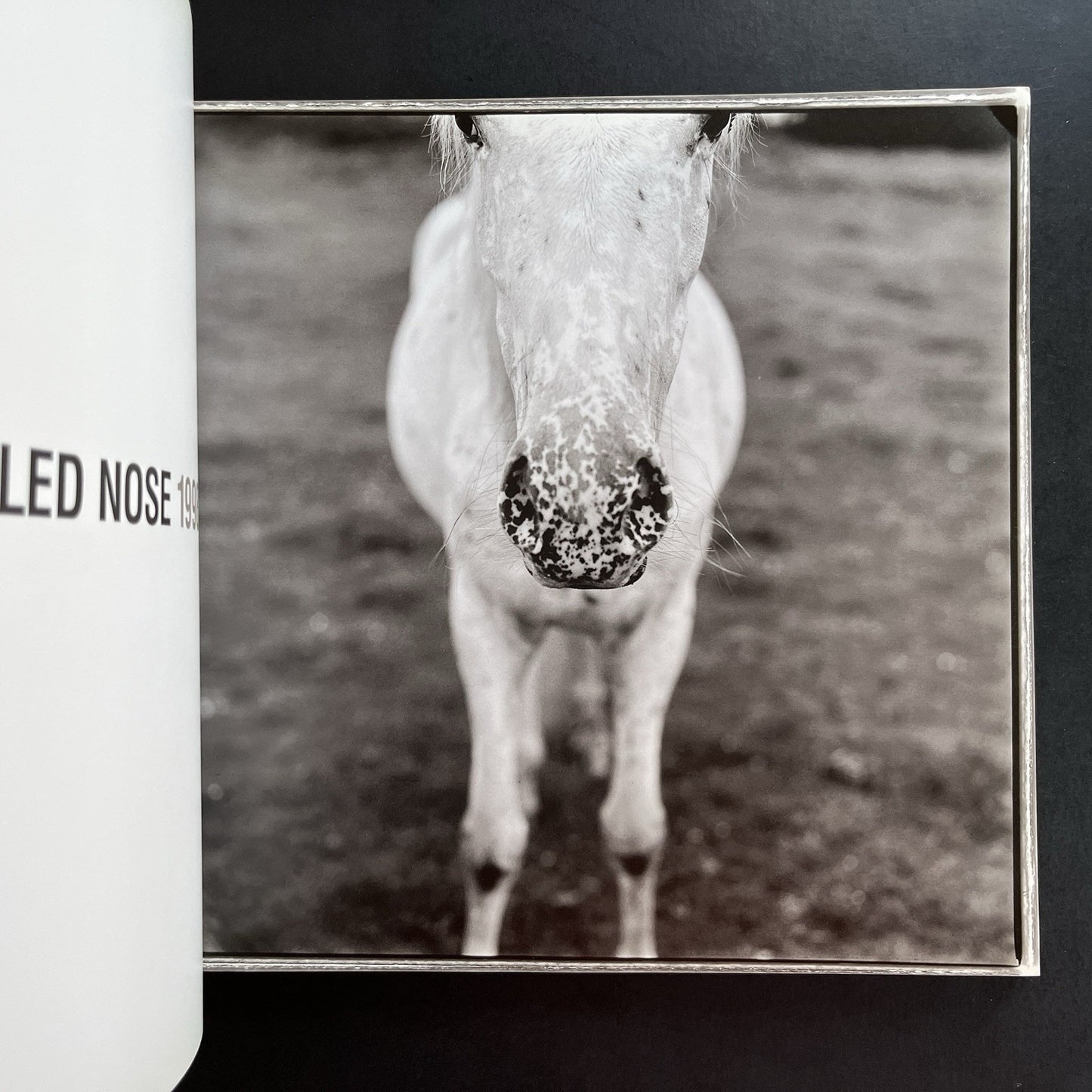 Ezekiel's Horse by Keith Carter