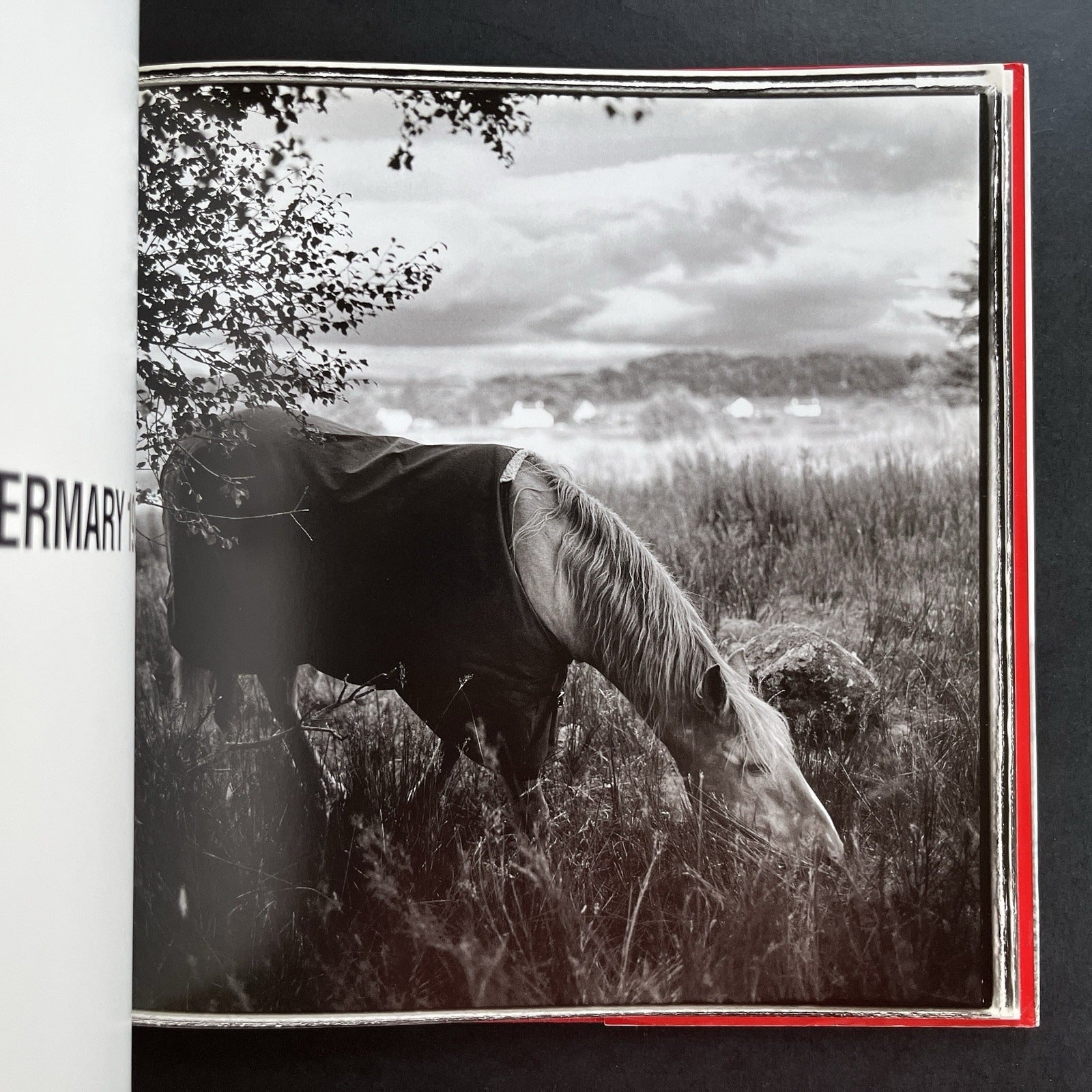 Ezekiel's Horse by Keith Carter